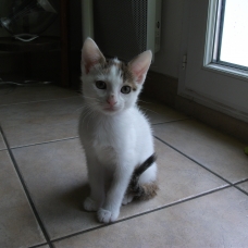 Image pour l'annonce donne chatons adorables