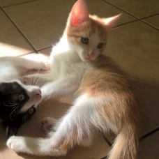 Image pour l'annonce donne chatons adorables