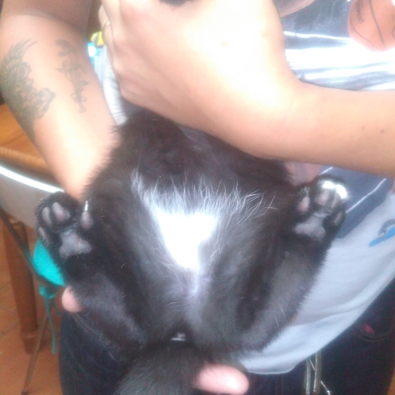 Image pour l'annonce Donne chaton