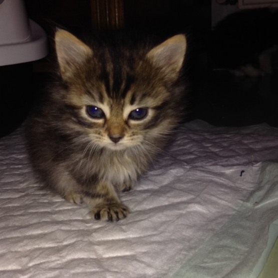 Image pour l'annonce Donne 3 petits chatons