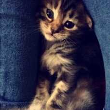 Image pour l'annonce Donne 3 petits chatons