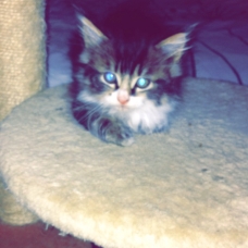 Image pour l'annonce Donne 3 petits chatons