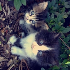 Image pour l'annonce Donne 3 petits chatons