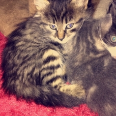 Image pour l'annonce Donne 3 petits chatons