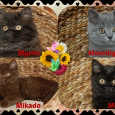Image pour l'annonce Vends 4 chatons LOOF de race Scottish et highland straight