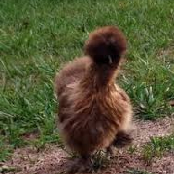 Image pour l'annonce coq et poule soie