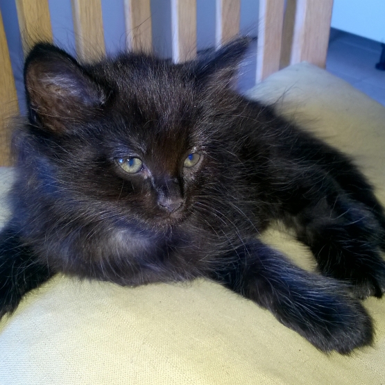 Image pour l'annonce Petit chaton à adopter
