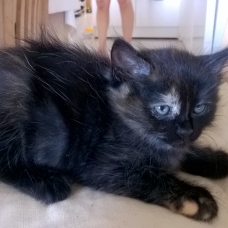 Image pour l'annonce Petit chaton à adopter