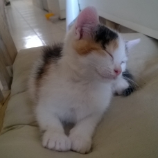 Image pour l'annonce Petit chaton à adopter