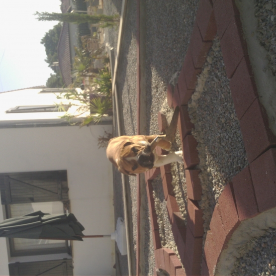 Image pour l'annonce bebe Bouledogue anglais
