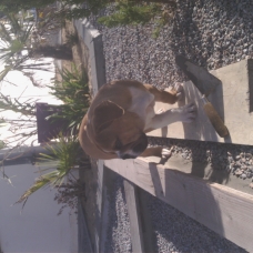 Image pour l'annonce bebe Bouledogue anglais