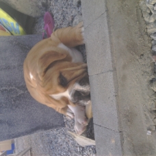 Image pour l'annonce bebe Bouledogue anglais