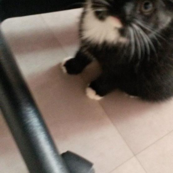 Image pour l'annonce donne chaton