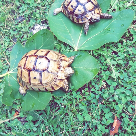 Image pour l'annonce Jolie couple de tortue de terre