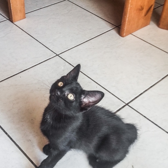 Image pour l'annonce Donne chaton noir 2 mois