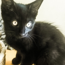 Image pour l'annonce Donne chaton noir 2 mois