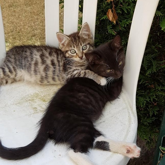 Image pour l'annonce Donne chaton femelle tigrée