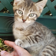 Image pour l'annonce Donne chaton femelle tigrée