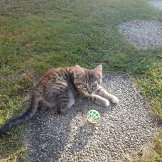 Image pour l'annonce Donne chaton femelle tigrée