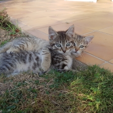 Image pour l'annonce Donne chaton femelle tigrée