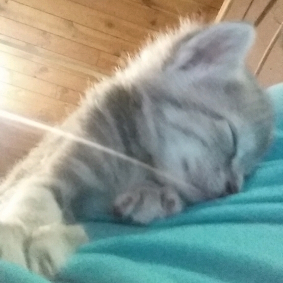 Image pour l'annonce donne jeune chaton