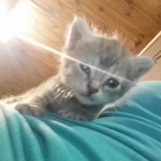 Image pour l'annonce donne jeune chaton