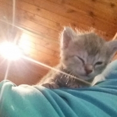 Image pour l'annonce donne jeune chaton