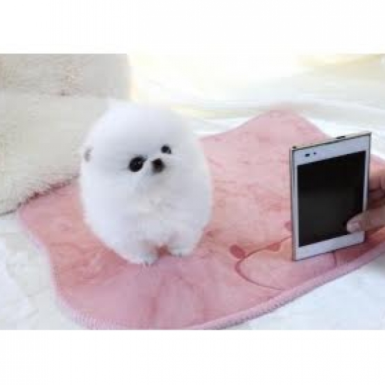 Image pour l'annonce A donner chiot pomeranien