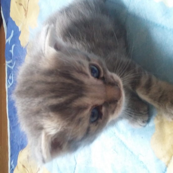 Image pour l'annonce donne chaton