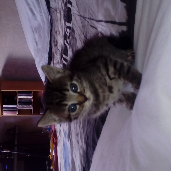 Image pour l'annonce Donne chaton