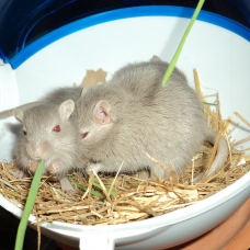 Image pour l'annonce Donne bébé gerbille de 2 mois