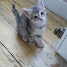 Image pour l'annonce chatons sevrés