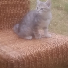 Image pour l'annonce chatons sevrés
