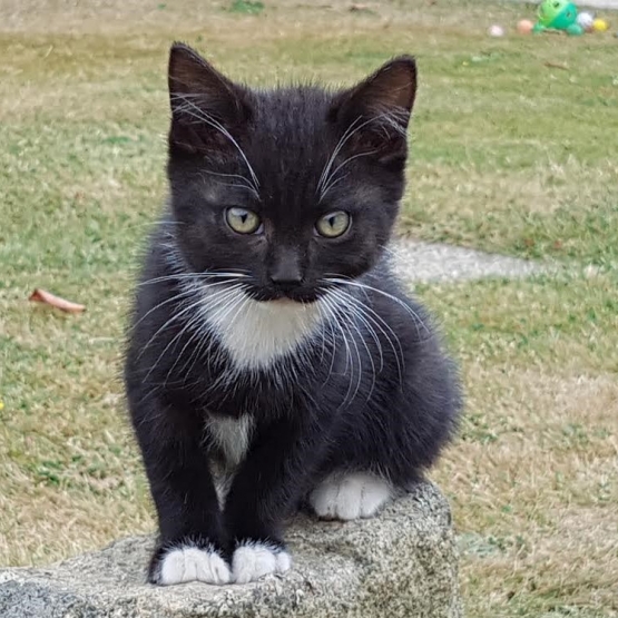 Image pour l'annonce Donne chaton femelle noir et blanc
