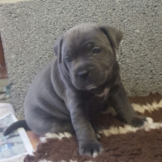 Image pour l'annonce Chiot staffordshire bull terrier