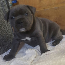 Image pour l'annonce Chiot staffordshire bull terrier