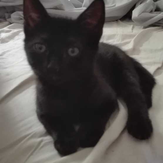Image pour l'annonce Donne chaton de 3mois