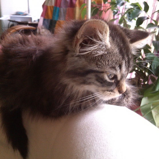 Image pour l'annonce Donne 3 adorable chatons