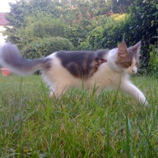 Image pour l'annonce Donne chatte Main Coon de 8 ans