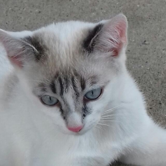 Image pour l'annonce donne minette