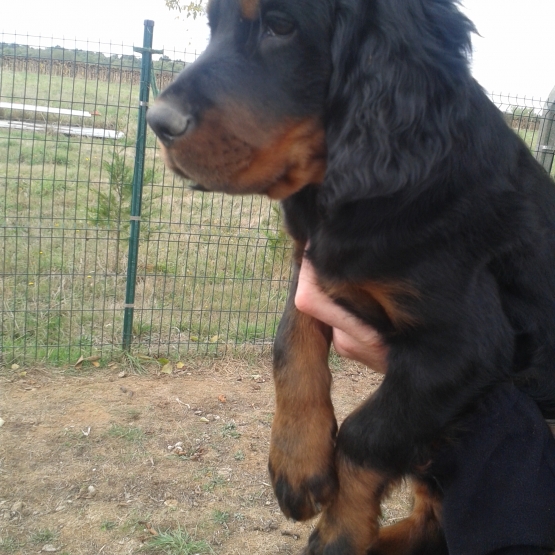 Image pour l'annonce Vend chiot male setter gordon LOF