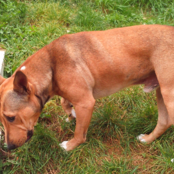 Image pour l'annonce donne bull terrier croisé