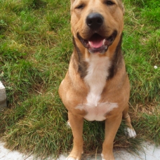 Image pour l'annonce donne bull terrier croisé