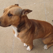 Image pour l'annonce donne bull terrier croisé