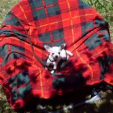 Image pour l'annonce A donner Magnifique Mini chihuahua