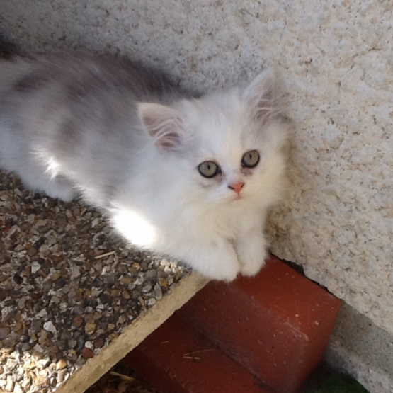 Image pour l'annonce vend chatons persan