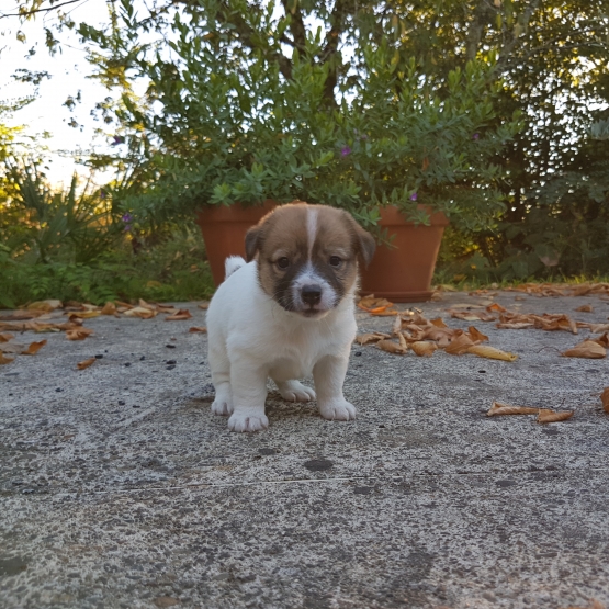 Image pour l'annonce jack russel