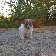 Image pour l'annonce jack russel