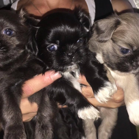 Image pour l'annonce Vend shihtzu