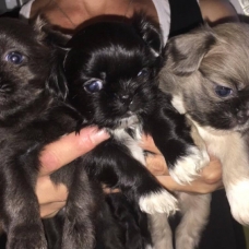 Image pour l'annonce Vend shihtzu